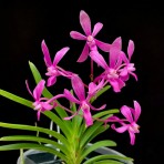 Neofinetia falcata x Ascda Ampullaceum Flowering Size